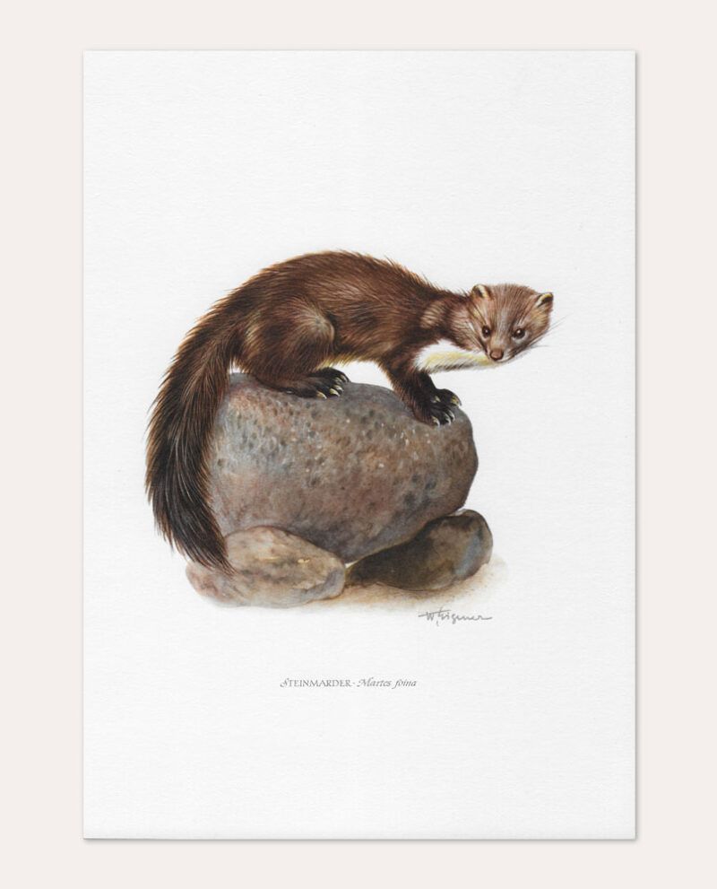 Lámina Garduña vintage