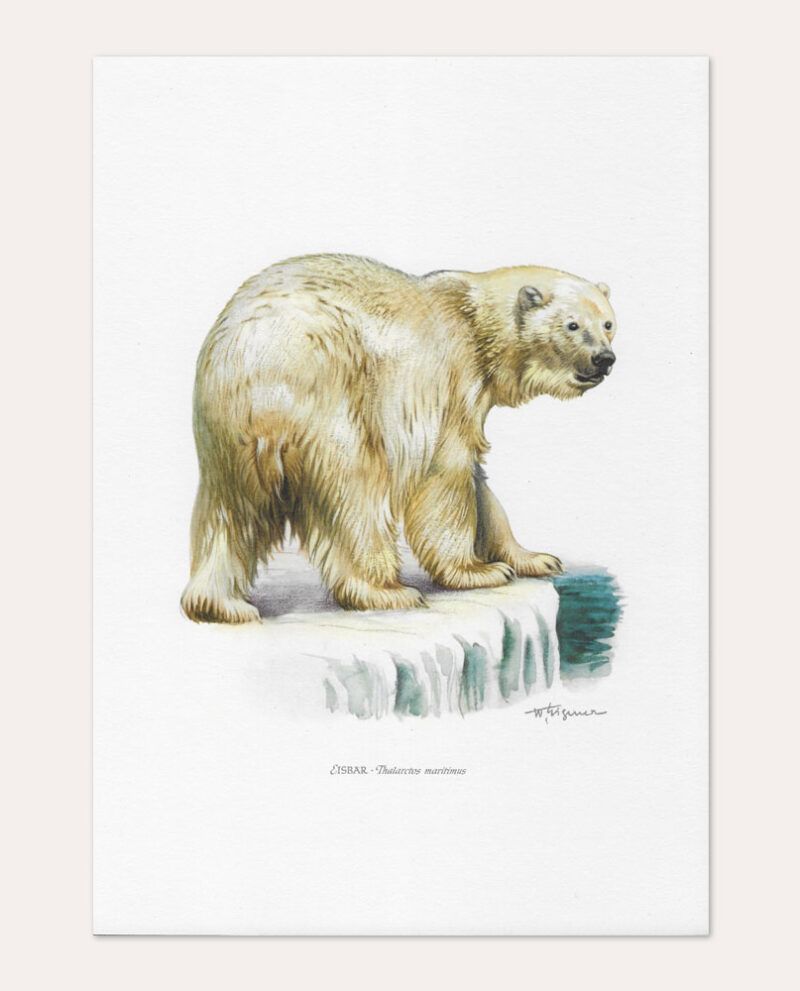Lámina Oso Polar vintage