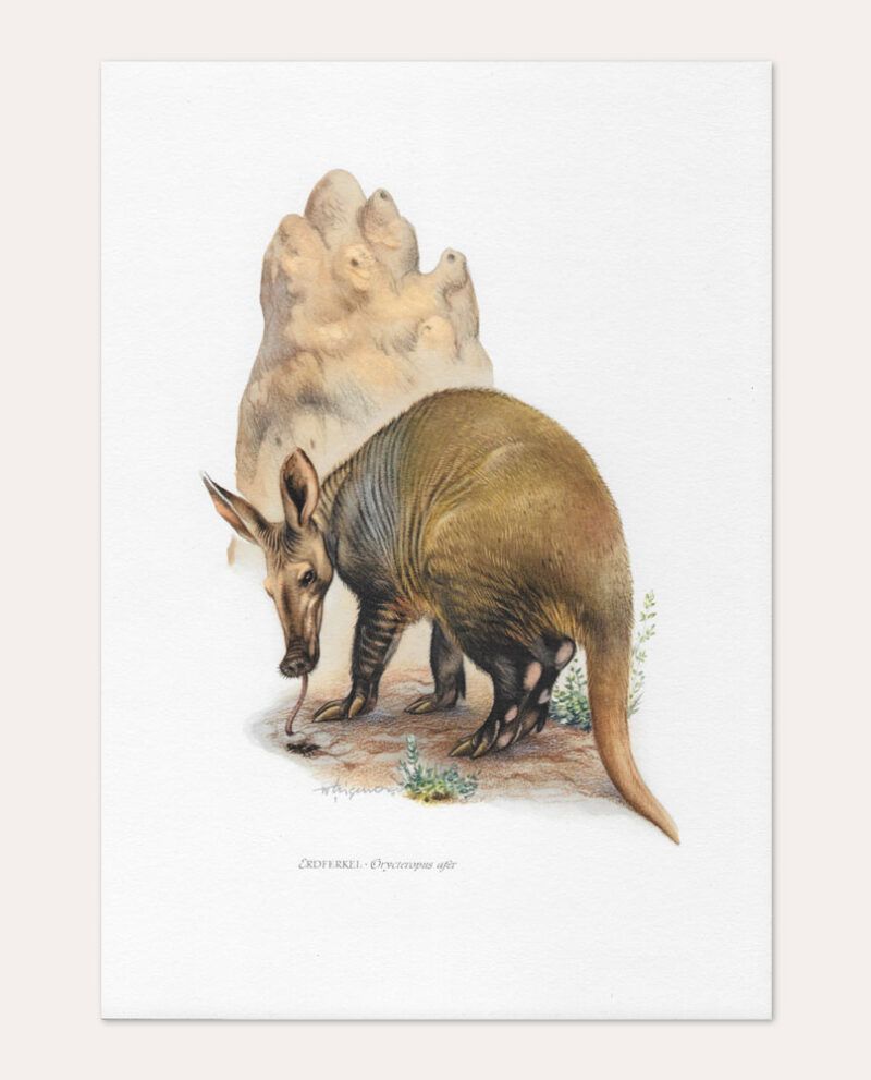 Lámina Aardvark Cerdo hormiguero vintage