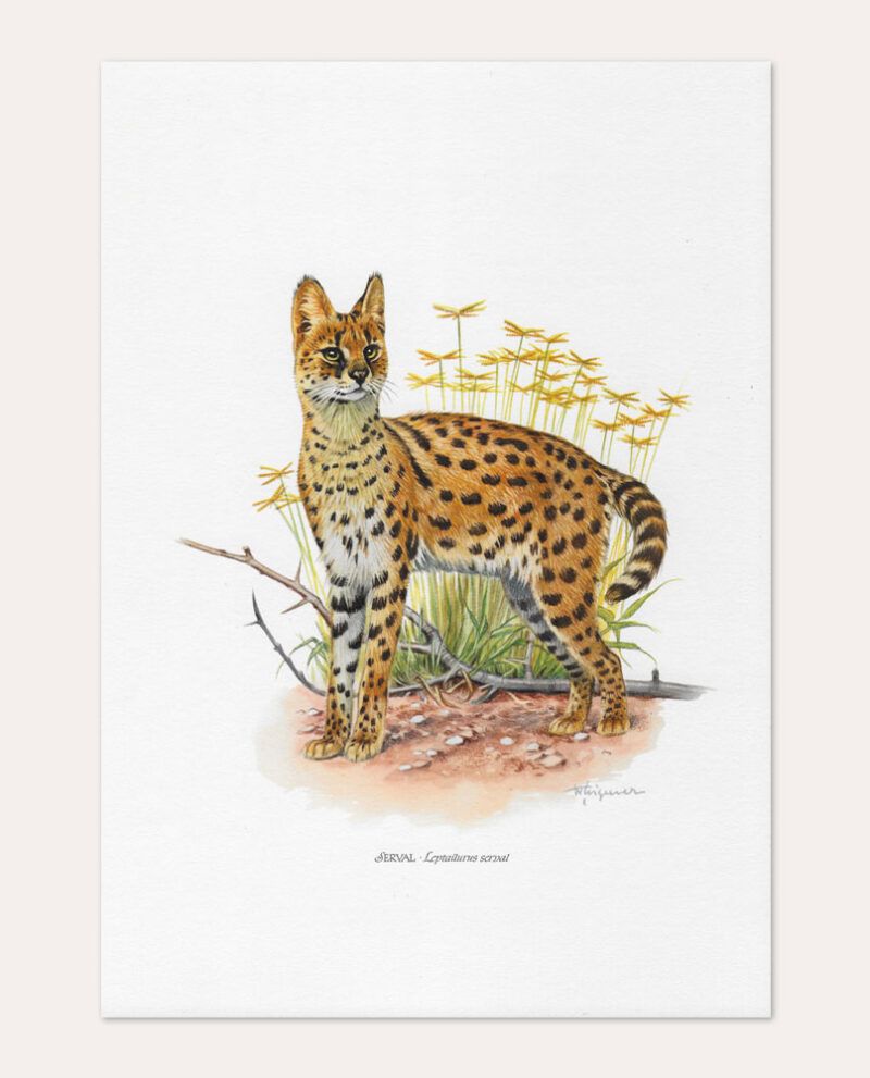Lámina Serval gato vintage